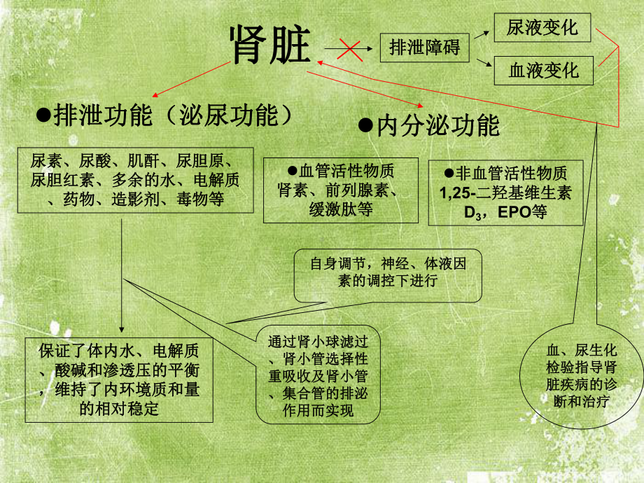 肾脏疾病的生物化学检验-PPT课件.ppt_第3页