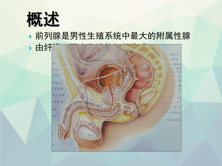 磁共振前列腺癌课件.ppt_第2页