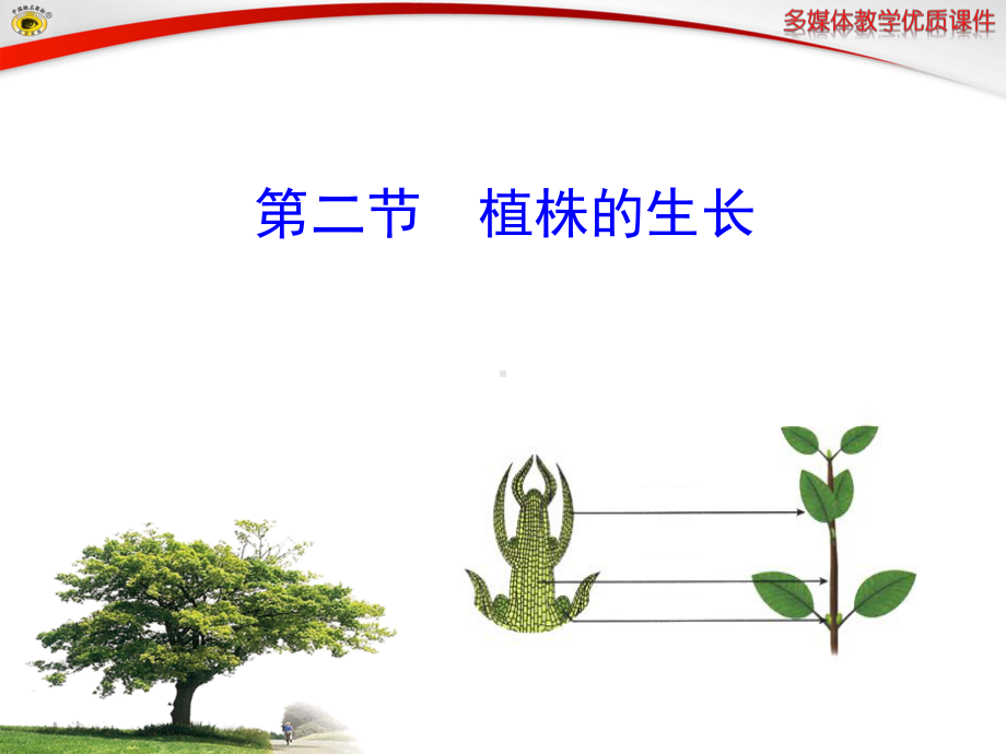 生物学七年级上册-植株的生长课件.pptx_第1页