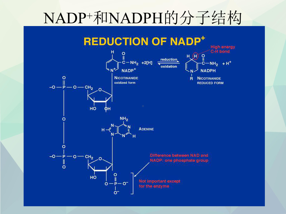 生植物生理学光合作用课件.ppt_第1页