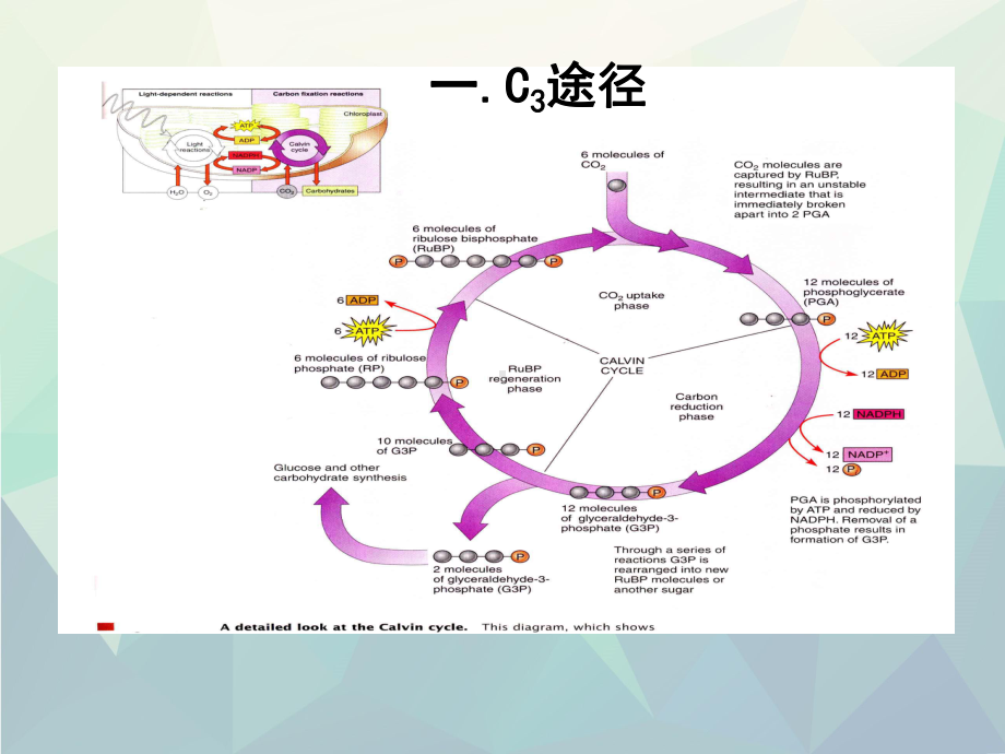 生植物生理学光合作用课件.ppt_第3页