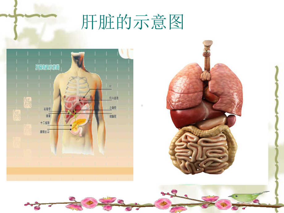 肝癌护理查房ppt(完整版)课件.pptx_第3页