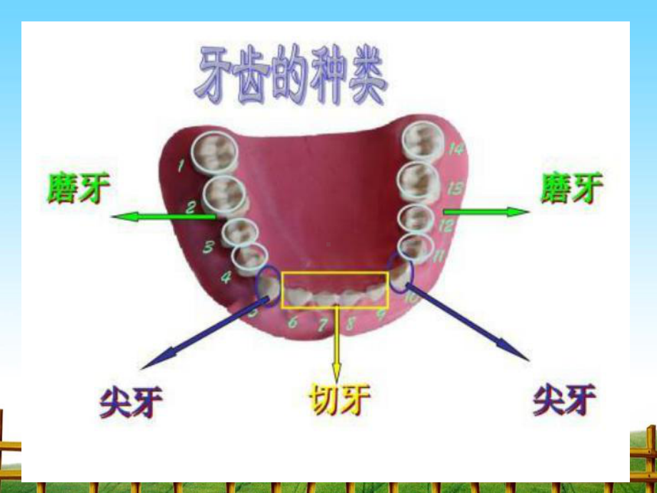 牙齿保卫战-完整版PPT课件.ppt_第3页