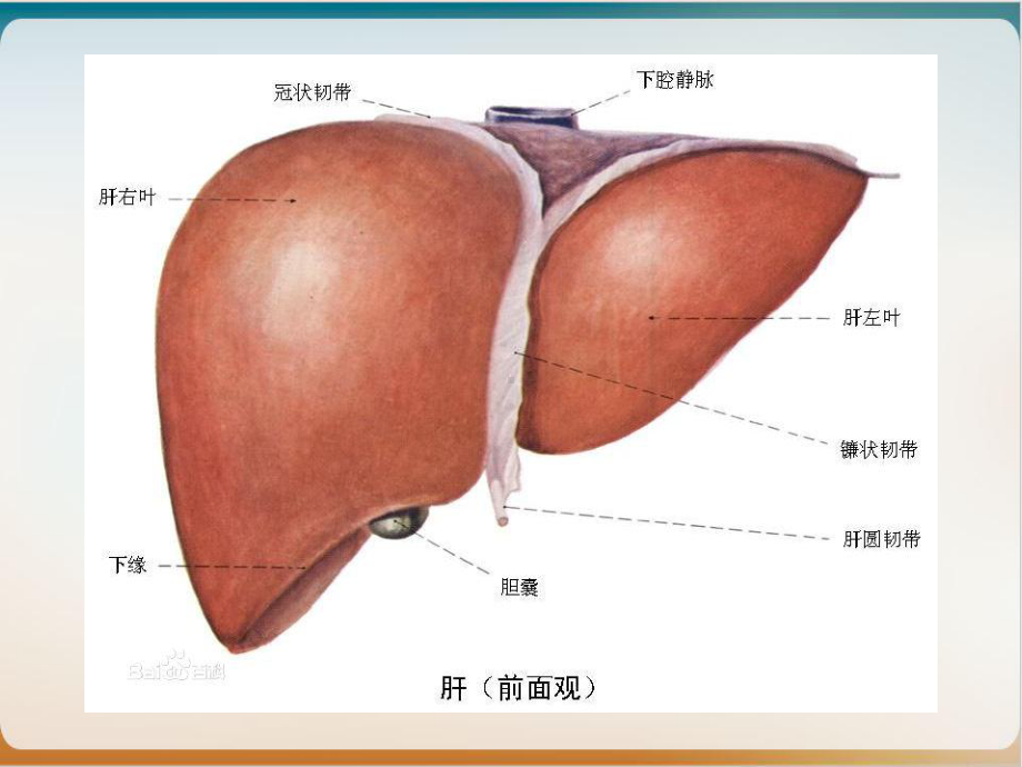 病毒性肝炎护理课件.ppt_第3页