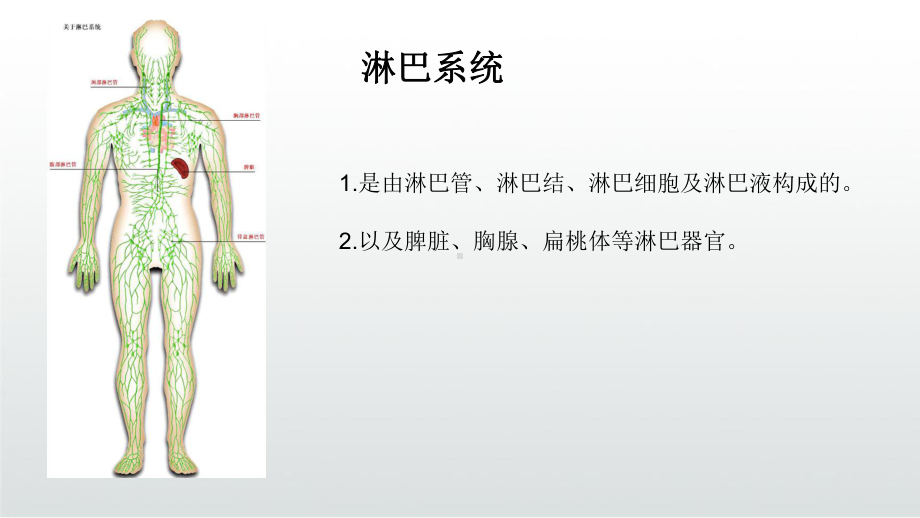 腋下淋巴排毒PPT课件.ppt_第3页