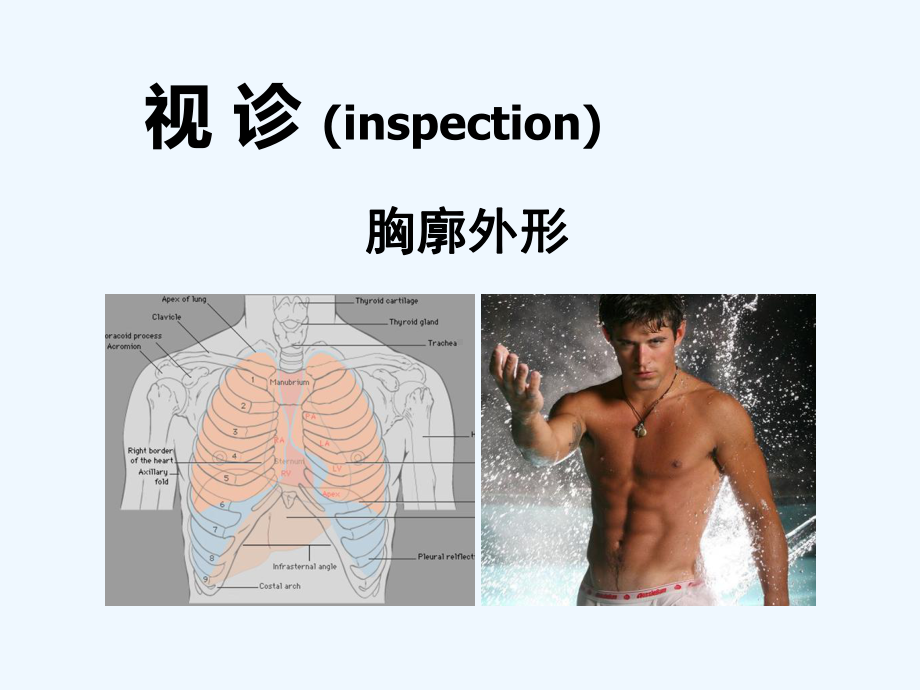 肺部阳性体征(ppt)课件.ppt_第2页