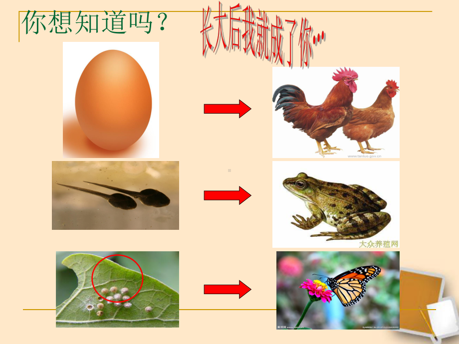 苏科版初中生物八上第七单元20.2《动物的发育》课件(共25页).ppt_第2页