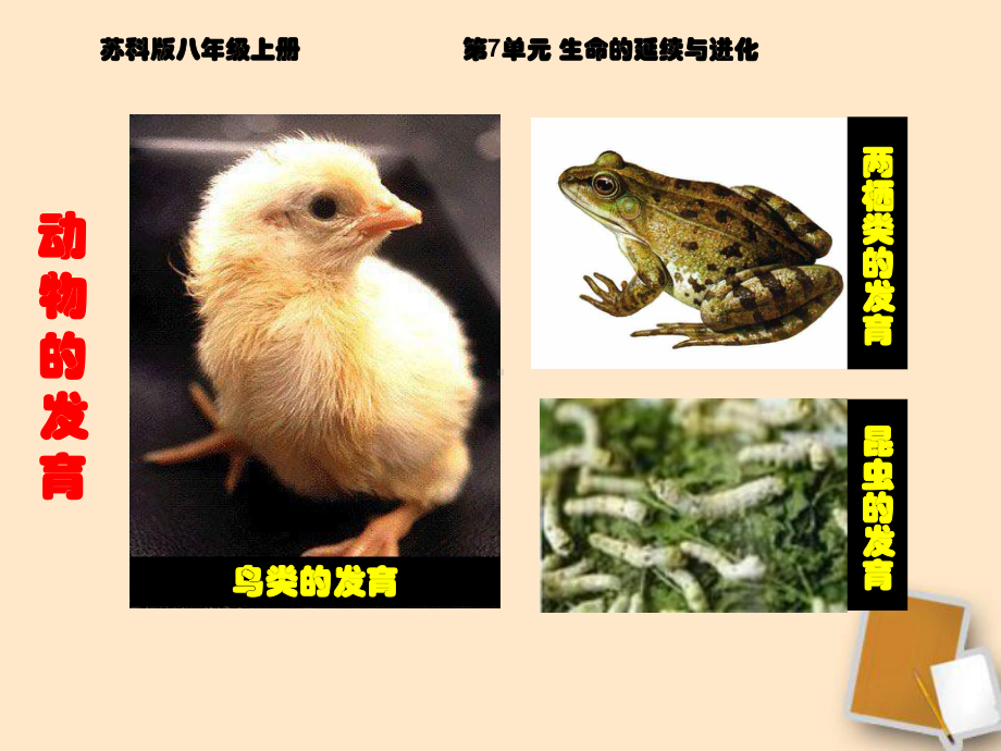 苏科版初中生物八上第七单元20.2《动物的发育》课件(共25页).ppt_第3页