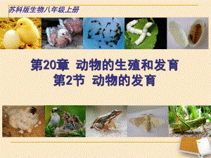 苏科版初中生物八上第七单元20.2《动物的发育》课件(共25页).ppt