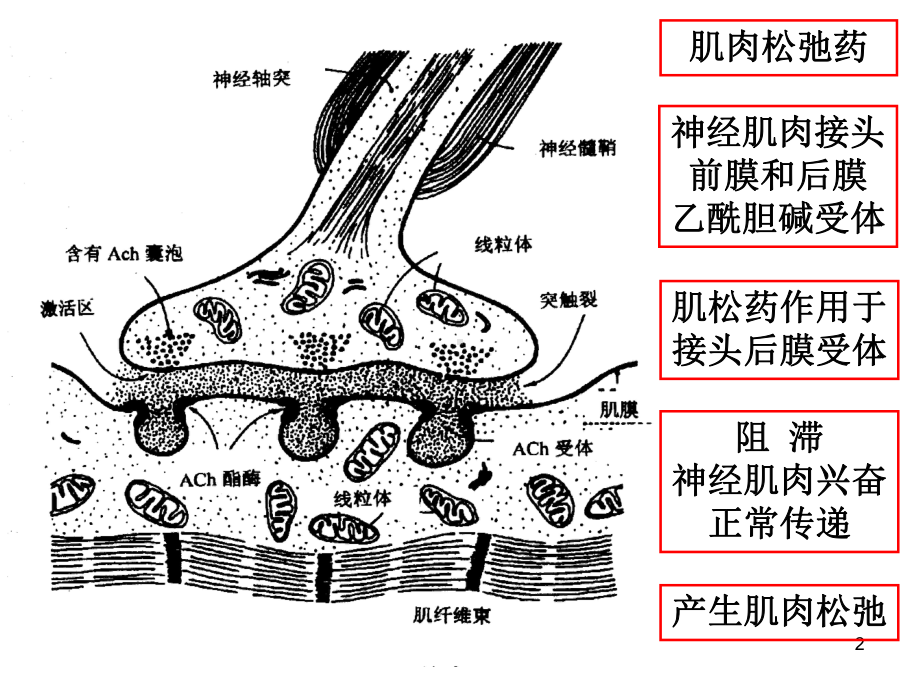 肌松药专家共识PPT课件.ppt_第2页