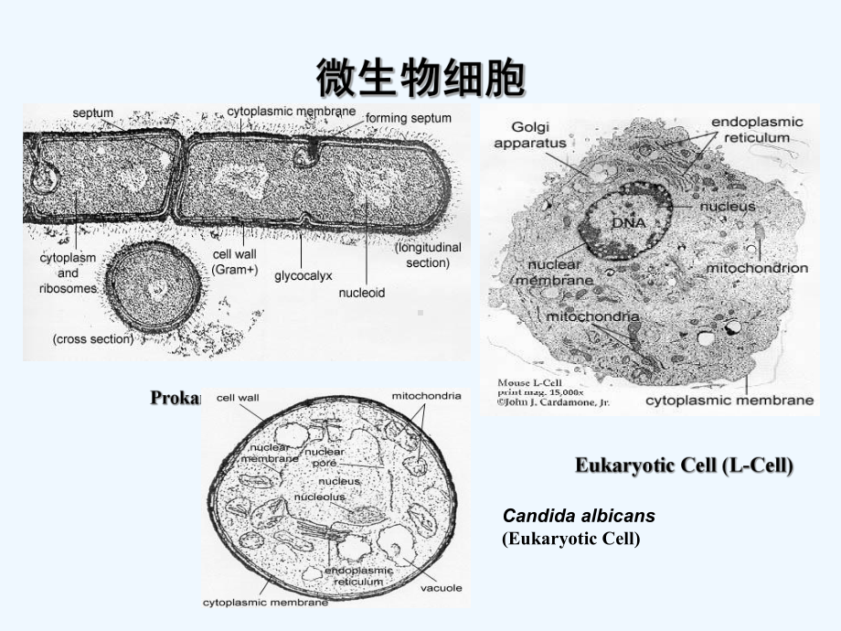 环境工程微生物学真核微生物[可修改版ppt]课件.ppt_第2页