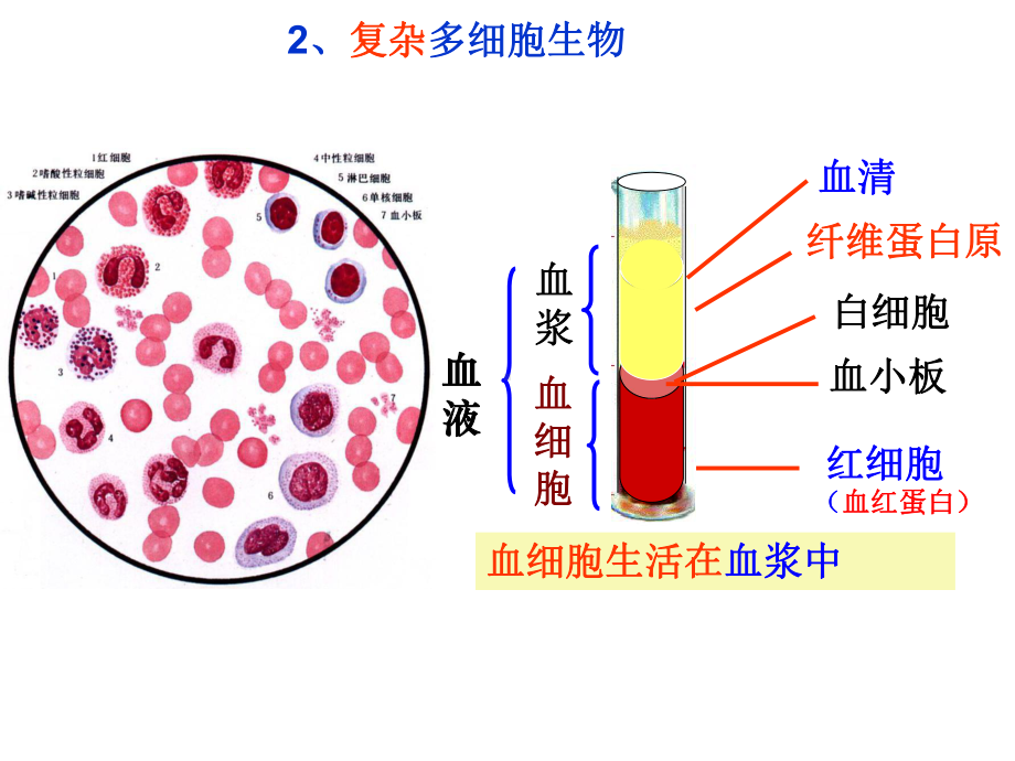 生物复习人体的内环境与稳态及实例PPT课件.ppt_第3页