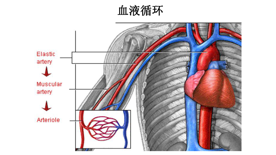 生理学-心脏生理-ppt课件.pptx_第3页