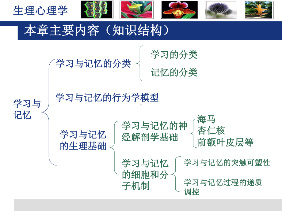 生理心理学学习与记忆课件.pptx_第3页