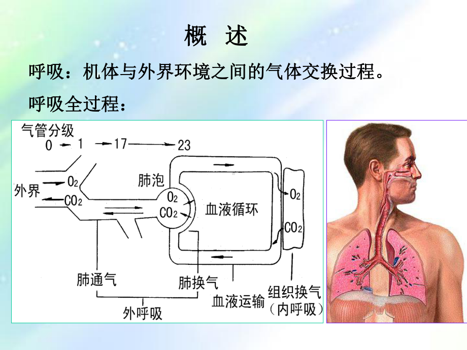 第七章呼吸系统的结构与功能-PPT课件.ppt_第2页