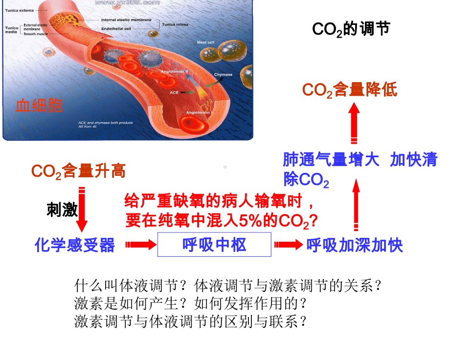 激素调节与内环境(一轮)课件.ppt_第1页