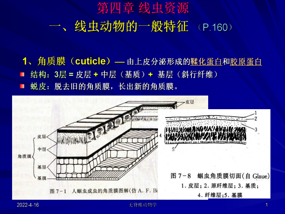 线虫轮虫资源课件.pptx_第1页