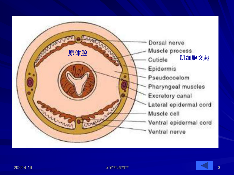 线虫轮虫资源课件.pptx_第3页