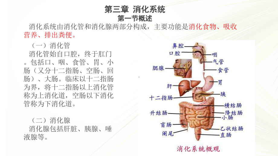 系统解剖学之消化系统ppt课件.ppt_第2页