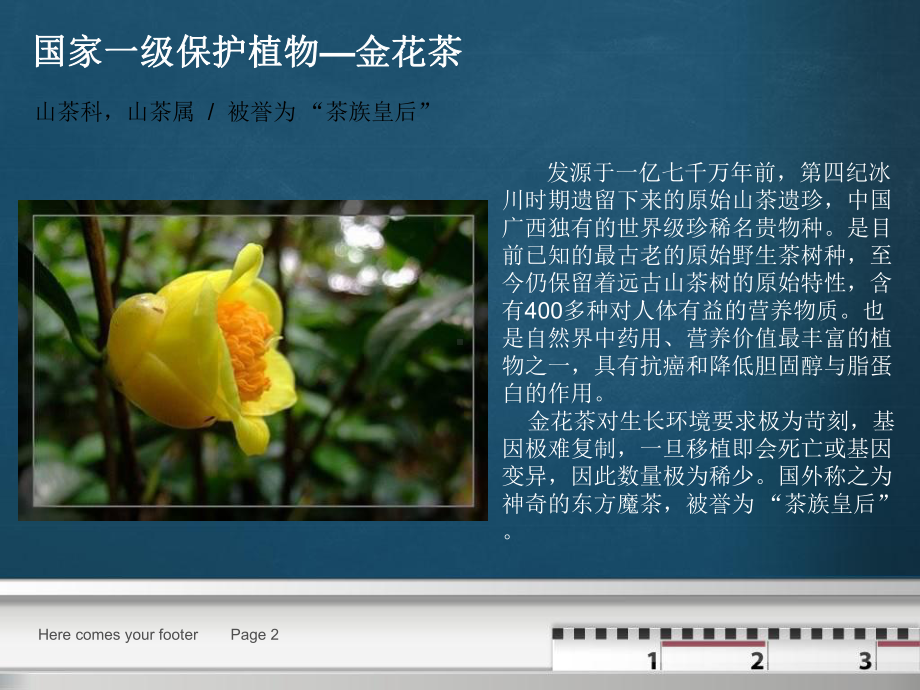 珍稀植物精品PPT课件.ppt_第2页