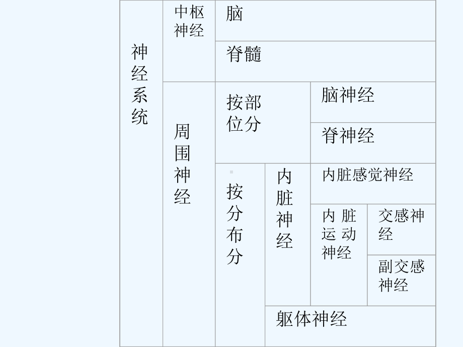 神经系统解剖学(ppt)课件.ppt_第3页