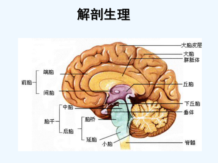 神经系统定位诊断脑叶[可修改版ppt]课件.ppt_第3页