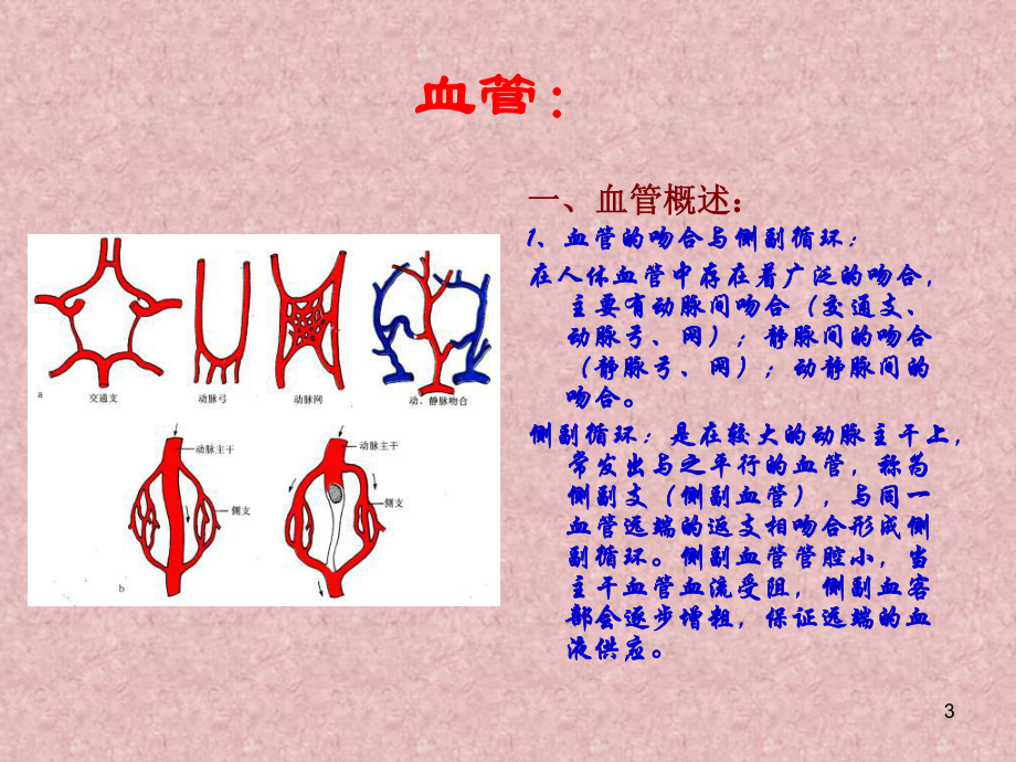 脉管学血管PPT课件.ppt_第3页