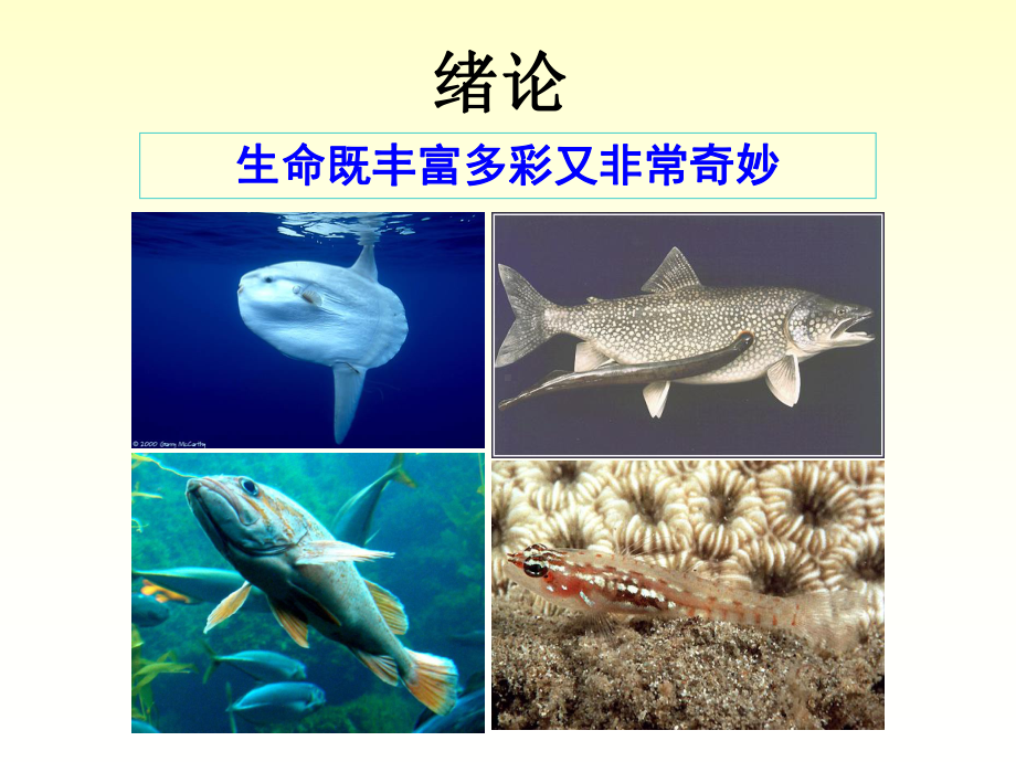 发育生物学绪论课件PPT.ppt_第2页