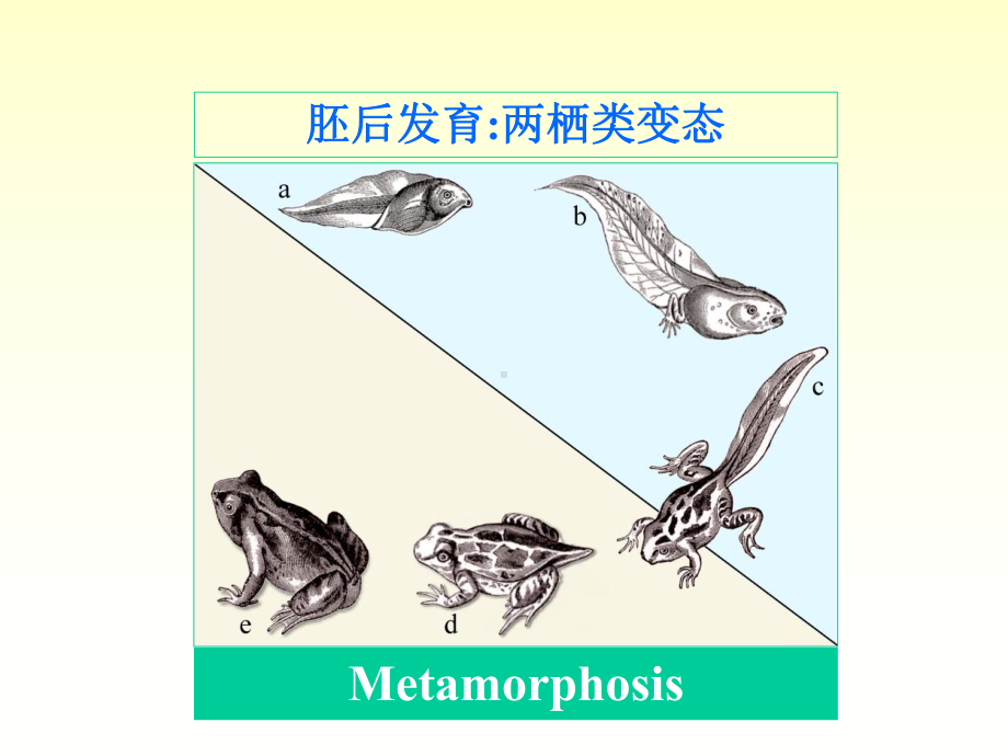 发育生物学绪论课件PPT.ppt_第3页