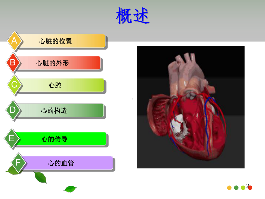 心脏的解剖PPT课件.ppt_第2页