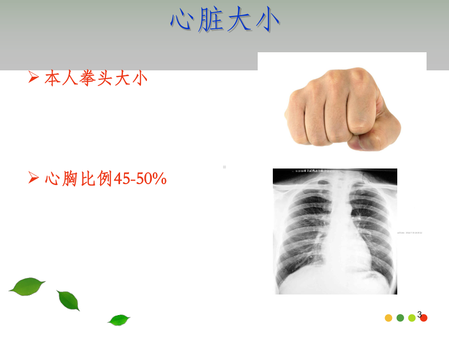 心脏的解剖PPT课件.ppt_第3页