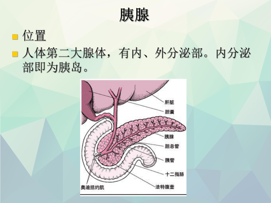 最新最全胰岛素的种类及用法课件.ppt_第2页