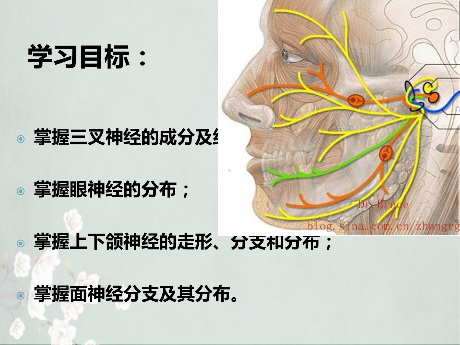 口腔颌面部神经表现和结构课件.ppt_第2页