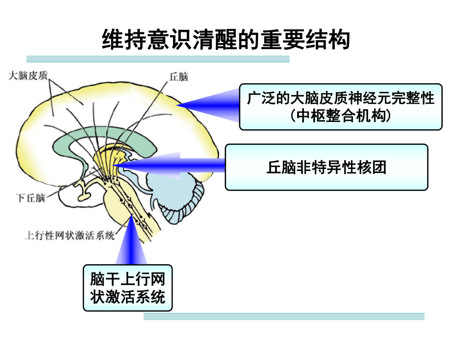 意识障碍的概念及诊疗思路详解课件.pptx_第2页