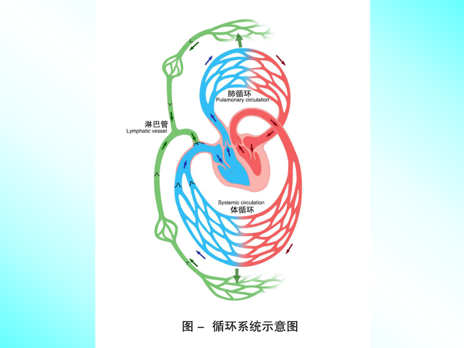 循环系统解剖与生理课件.pptx_第2页