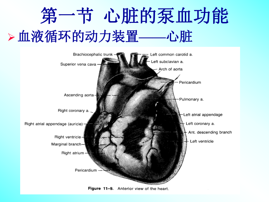 循环系统解剖与生理课件.pptx_第3页