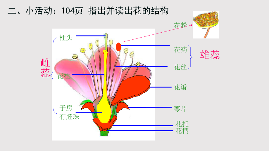 开花和结果-省赛一等奖-完整PPT课件.pptx_第3页