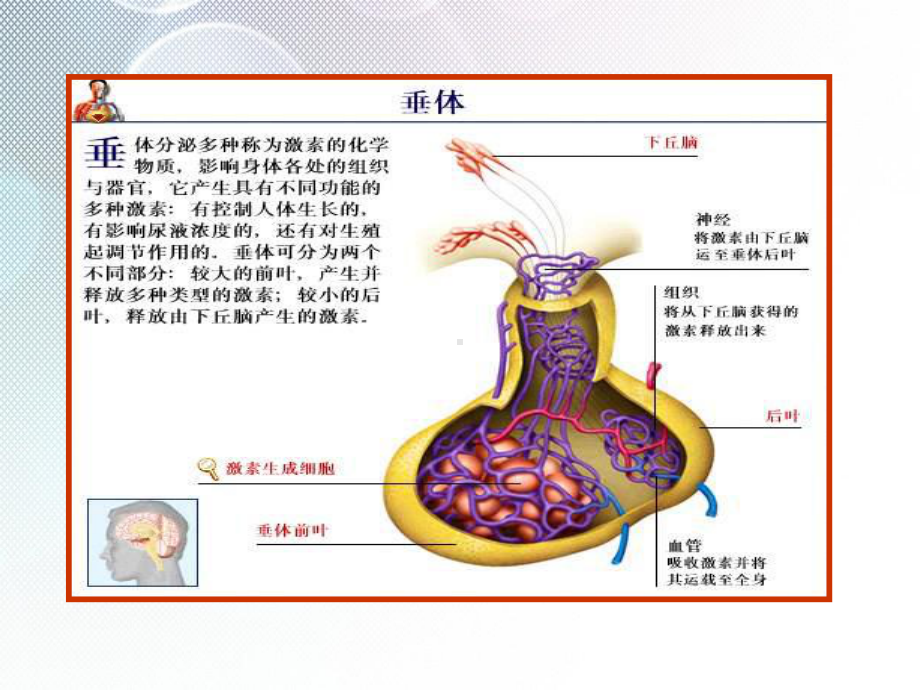 席汉氏综合征（PPT）课件.ppt_第3页