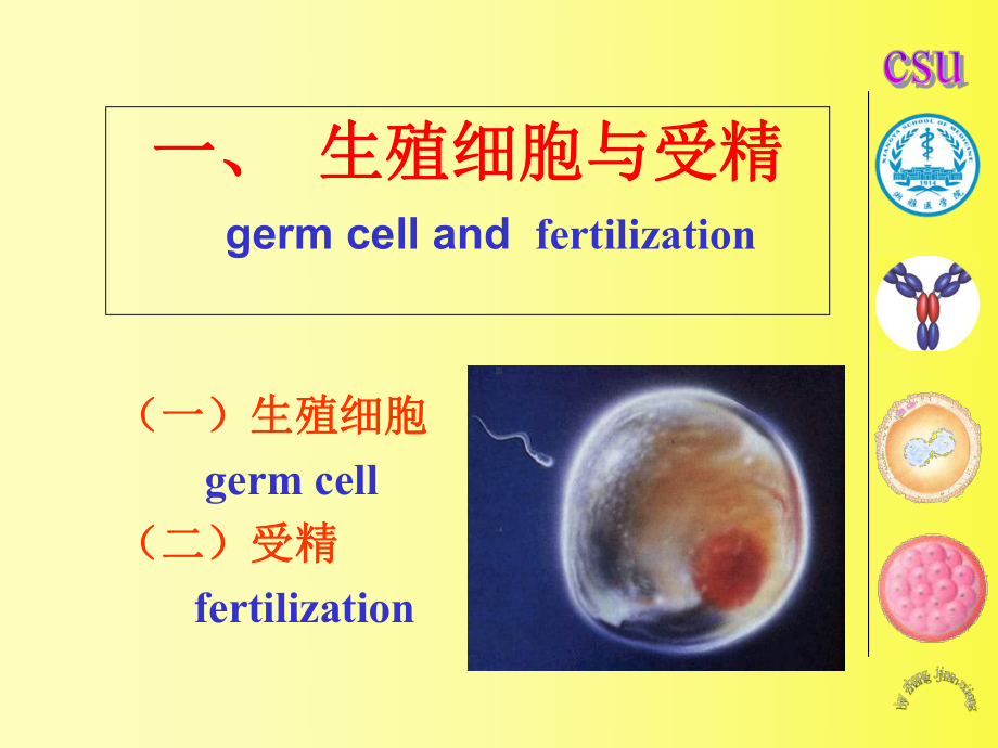 发育生物学教学课件06-1-受精、卵裂、胚泡形成与植入.ppt_第2页