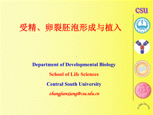 发育生物学教学课件06-1-受精、卵裂、胚泡形成与植入.ppt