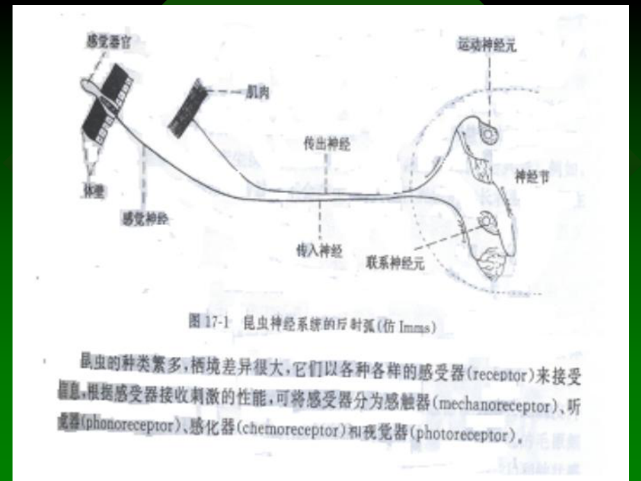 昆虫的神经系统与和生理课件.pptx_第1页