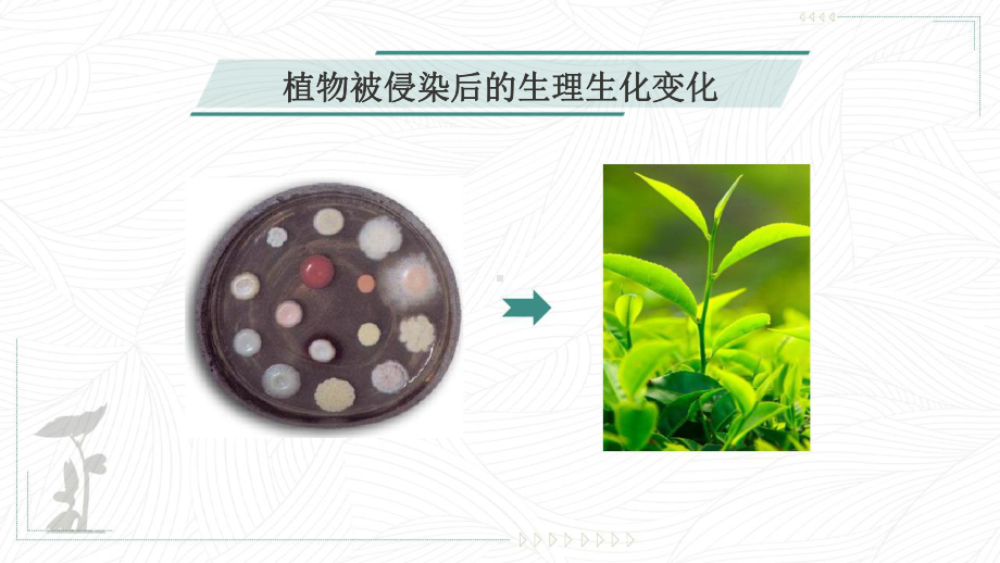 普通植物病理学--植物抗病性在病害互作用的作用-课件.pptx_第2页