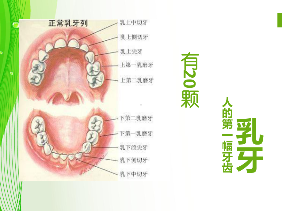 最新小学生口腔保健知识主题讲座课件.ppt_第3页