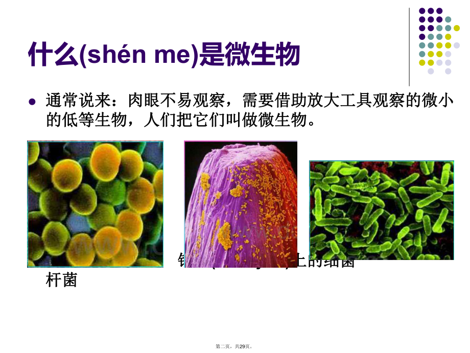 最新生活中的微生物精品课件.ppt_第2页