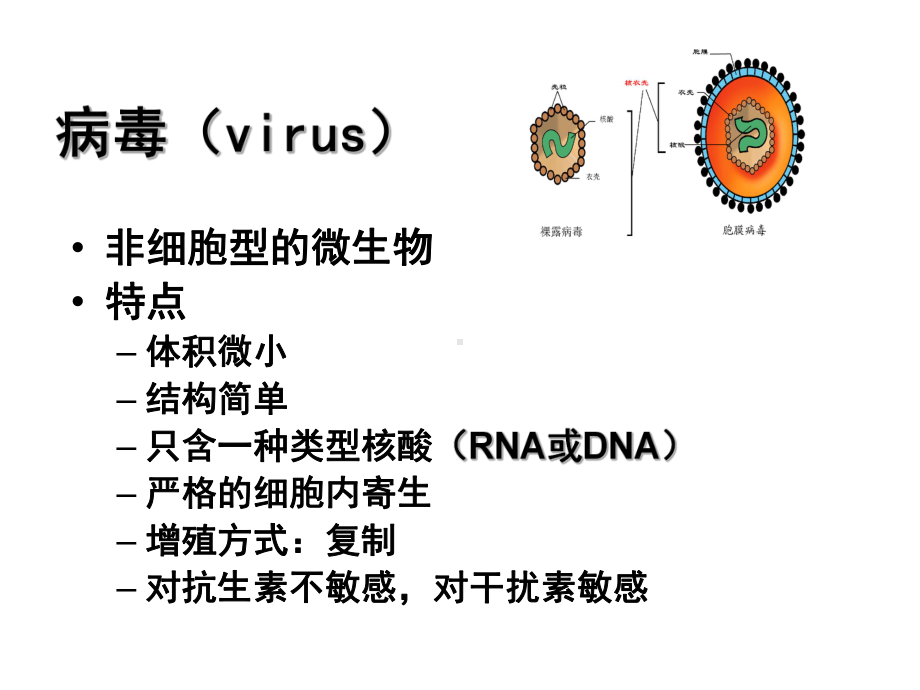 微生物学病毒总论课件.pptx_第3页