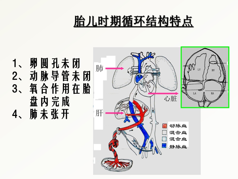 心脏超声常用切面及解剖ppt课件.ppt_第2页