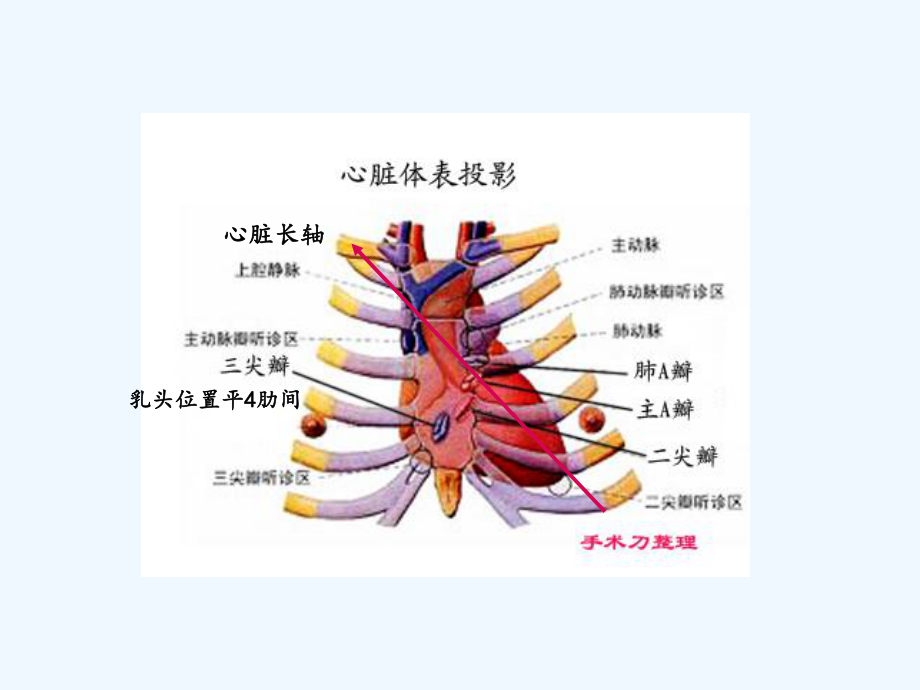 心脏超声常规切面及手法操作(ppt)课件.ppt_第3页