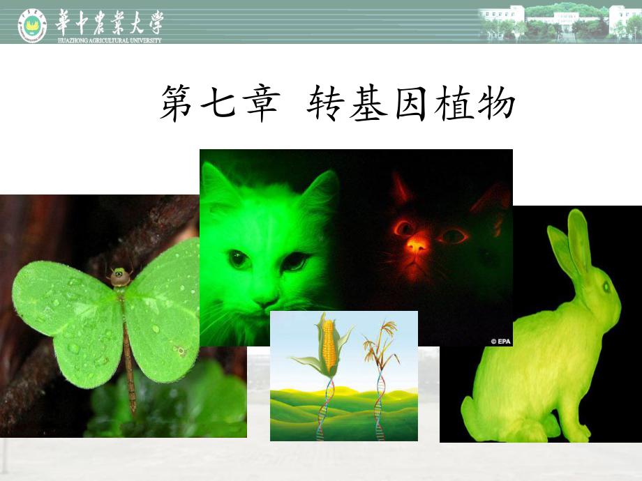 园艺植物生物技术：第七章-转基因植物课件.ppt_第1页