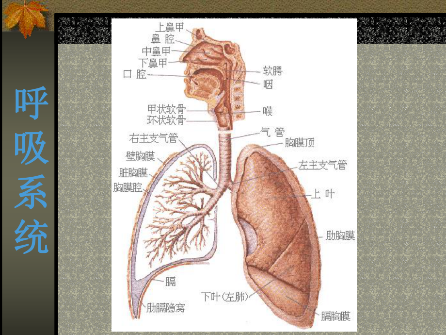 急救培训止血包扎固定搬运课件.pptx_第3页