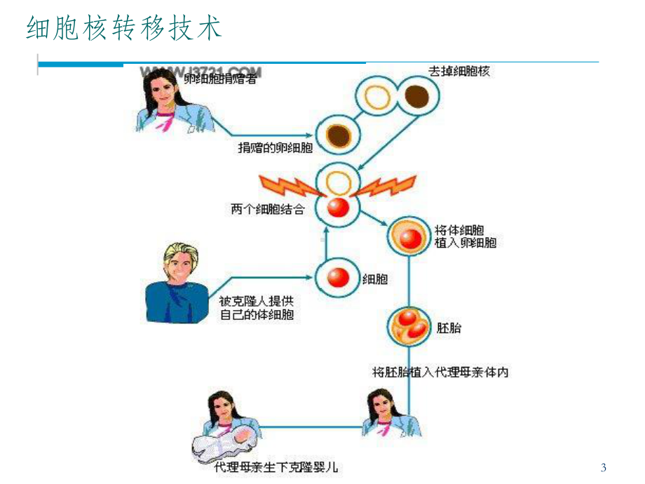 干细胞及成体细胞ppt课件.ppt_第3页